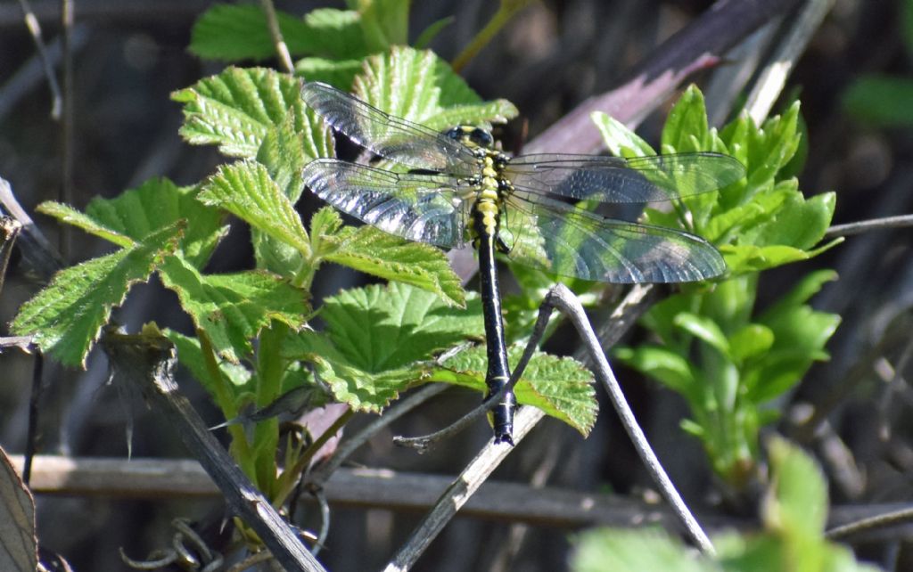 Gomphus?  S,  Gomphus vulgatissimus, maschio